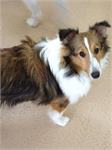daycare pic 32 - Bella sheltie